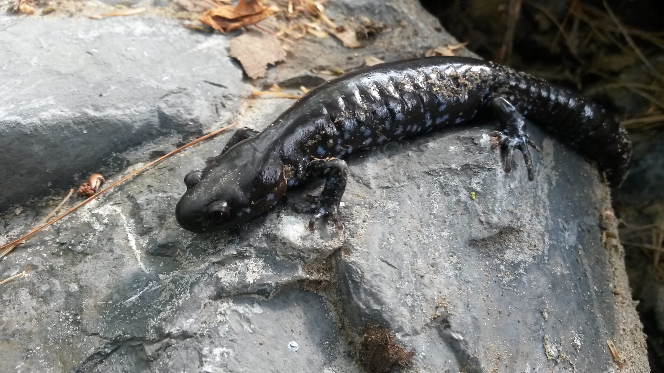 salamandre